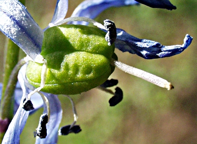 Scilla siberica, Sibirischer Blaustern, Früchte