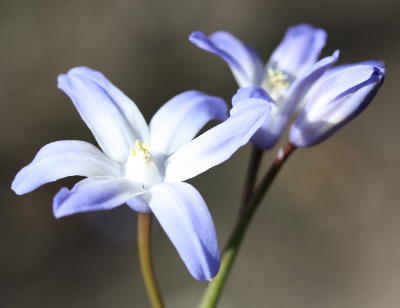 Scilla siehei x luciliae, Bastard-Blaustern