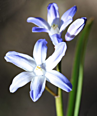 Scilla siehei x luciliae, Bastard-Blaustern, Blütenstand
