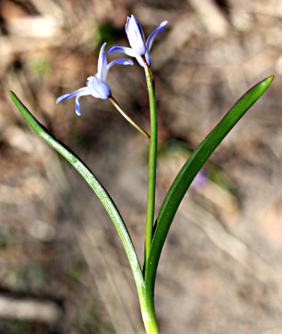 Scilla siehei x luciliae, Bastard-Blaustern