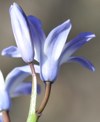 Scilla siehei x luciliae, Bastard-Blaustern, Knospe