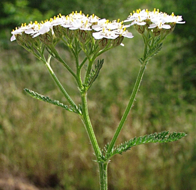 Achillea millefolium, Gewhnliche Schafgarbe