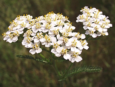 Achillea millefolium, Gewöhnliche Schafgarbe, Blütenstand