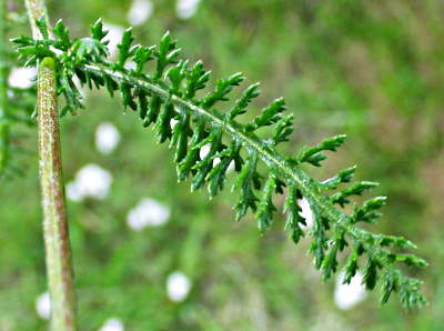 Achillea millefolium, Gewhnliche Schafgarbe, Blatt