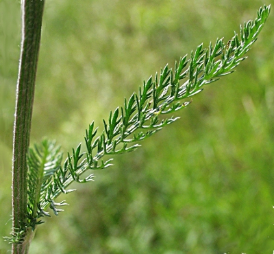 Achillea millefolium, Gewöhnliche Schafgarbe, Blatt