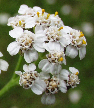 Achillea millefolium, Gewhnliche Schafgarbe, Bltenkrbe