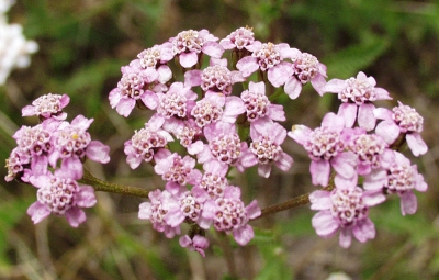 Achillea millefolium, Gewhnliche Schafgarbe, Bltenstand