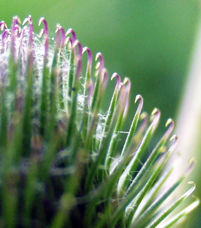 Arctium, Klette, Hüllblätter
