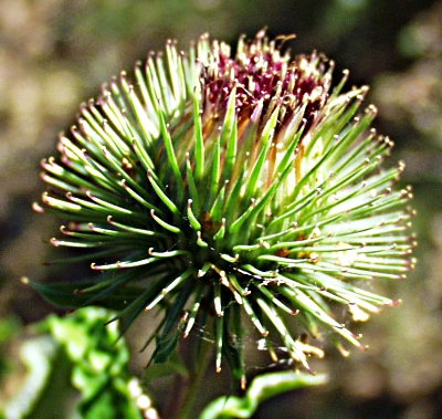 Arctium lappa, Große Klette, Hülle