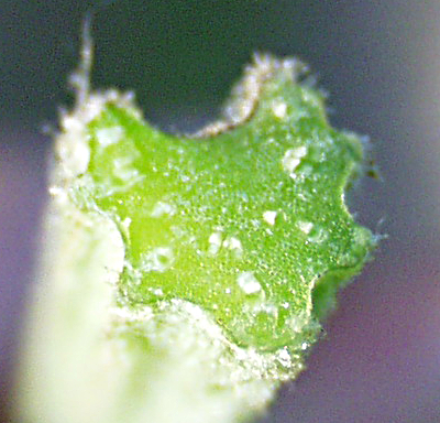 Arctium lappa, Gro�e Klette, Querschnitt