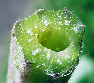 Arctium minus, Kleine Klette, Blattstiel-Querschnitt