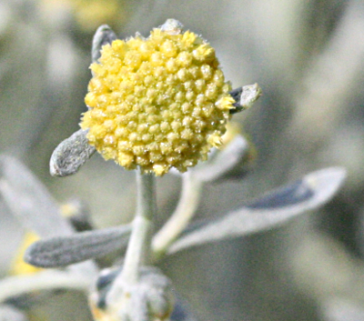 Artemisia absinthum, Wermutkraut
