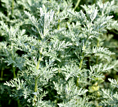 Artemisia pontica, Pontischer Beifu
