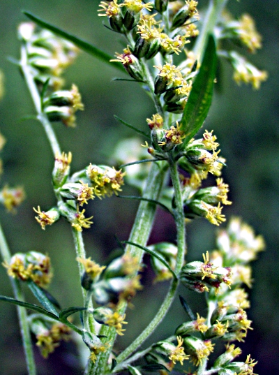 Artemisia vulgaris, Gewhnlicher Beifu, Blten