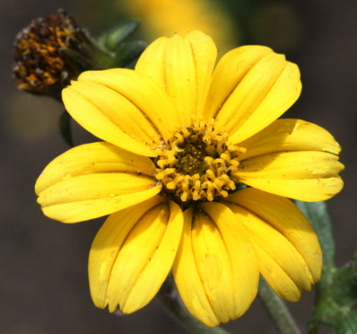 Bidens ferulifolia, Goldmarie