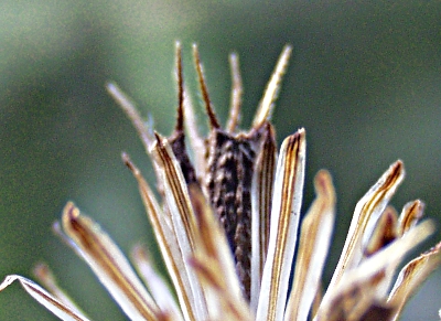 Bidens frondosus, Schwarzfrüchtiger Zweizahn, Frucht