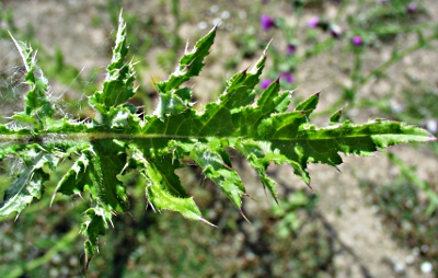 Carduus crispus, Krause Distel, Blatt