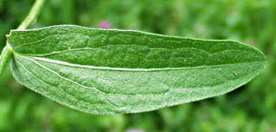 Centaurea jacea, Wiesen-Flockenblume, Blatt