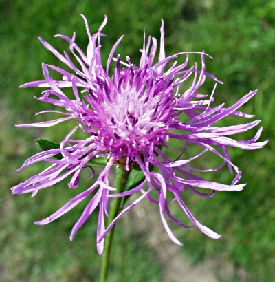 Centaurea jacea, Wiesen-Flockenblume