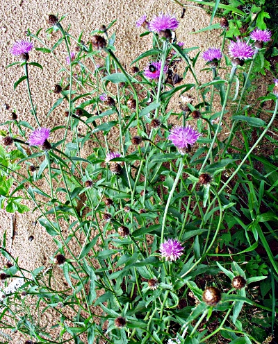 Centaurea nemoralis, Hain-Flockenblume