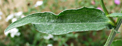 Centaurea nemoralis, Hain-Flockenblume, Blatt