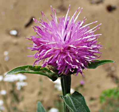 Centaurea nemoralis, Hain-Flockenblume, Blte