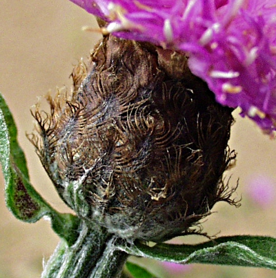 Centaurea nemoralis, Hain-Flockenblume, Hlle