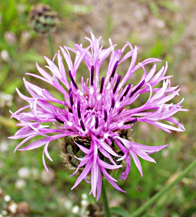 Centaurea scabiosa, Skabiosen-Flockenblume, Blüte