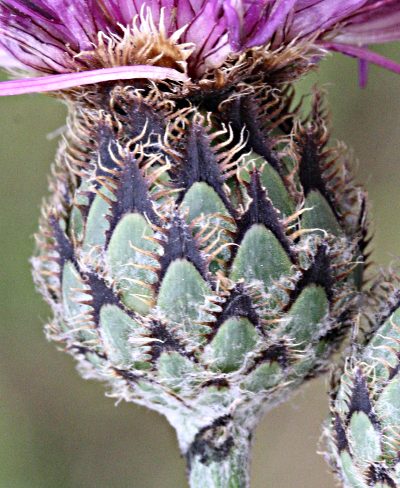Centaurea scabiosa, Skabiosen-Flockenblume, Hülle