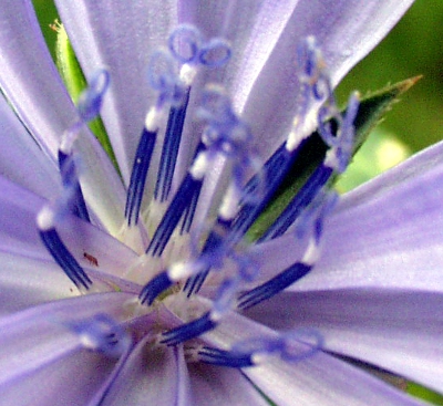 Cichorium intybus, Wegwarte, Staubbltter