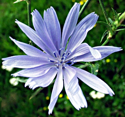 Cichorium intybus, Wegwarte, Blte