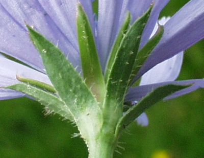 Cichorium intybus, Wegwarte, Hlle