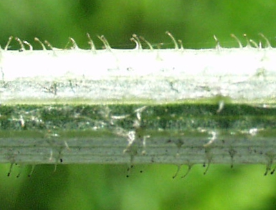 Cichorium intybus, Gewhnliche Wegwarte, Stngel