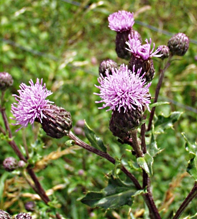 Cirsium arvense, Acker-Kratzdistel, K�rbchenstand
