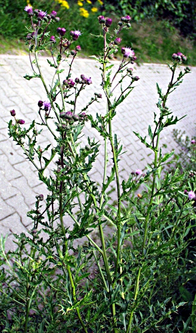 Cirsium arvense, Acker-Kratzdistel, Habitus