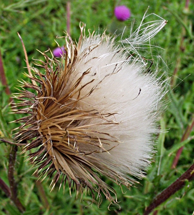 Cirsium vulgare, Gewhnliche Kratzdistel, Fruchtstand