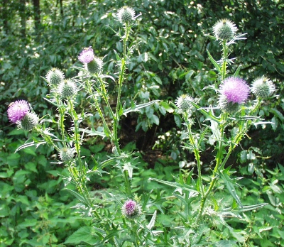 Cirsium vulgare, Gewhnliche Kratzdistel, Habitus