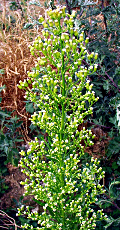 Conyza canadensis, Kanadisches Berufkraut