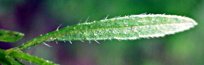 Conyza canadensis, Kanadisches Berufkraut, Blatt
