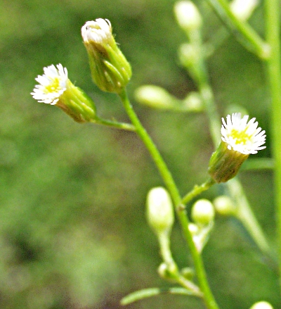 Conyza canadensis, Kanadisches Berufkraut, Blten