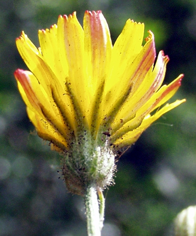 Crepis capillaris, Kleinkpfiger Pippau, Hlle