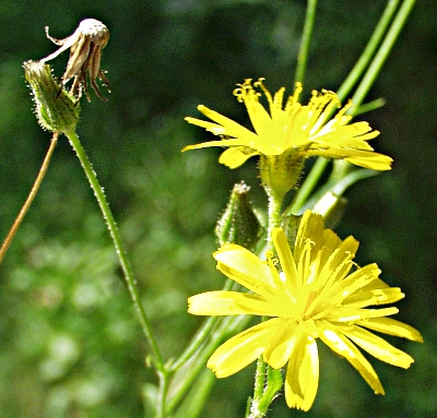 Crepis capillaris, Kleinkpfiger Pippau, Blten