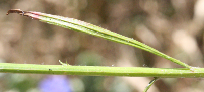 Cyanus segetum, Kornblume, St�ngel und Blatt