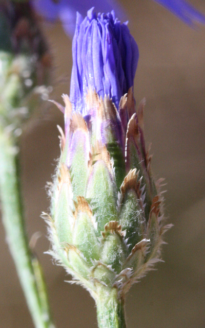 Cyanus segetum, Kornblume, Knospe