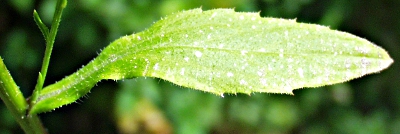 Erigeron annuus, Einjhriges Berufkraut, Blatt