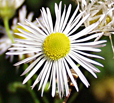 Erigeron annuus, Einjhriges Berufkraut, Bltenstand