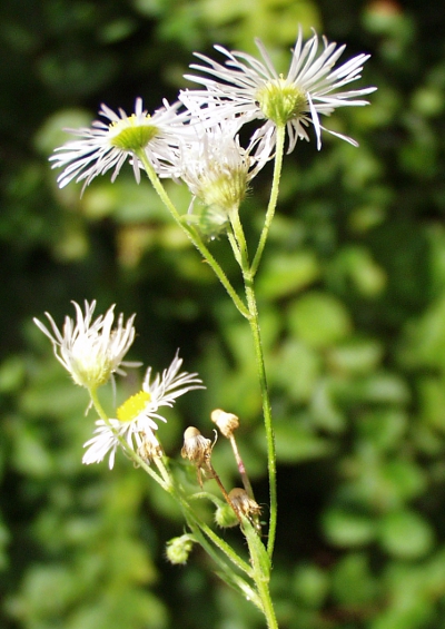 Erigeron annuus, Einjhriges Berufkraut