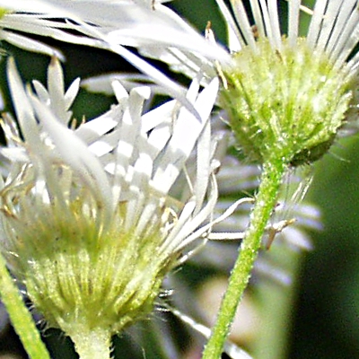 Erigeron annuus, Einjhriges Berufkraut, Hlle