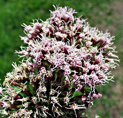 Eupatorium cannabinum, Gewhnlicher Wasserdost, Bltenstand