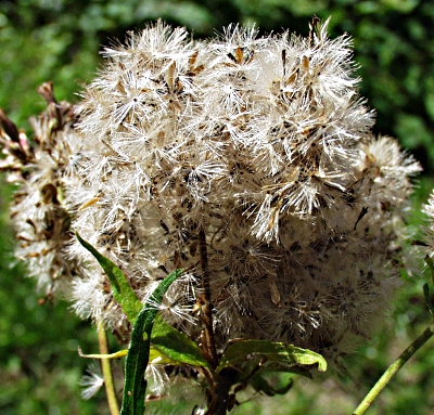 Eupatorium cannabinum, Gewhnlicher Wasserdost, Fruchtstand